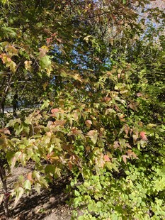 秋日多彩树林景致