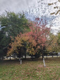 秋日公园多彩树木景观