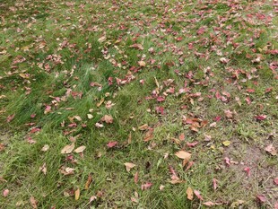 草地散落多彩落叶