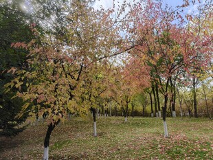 秋日多彩树林美景