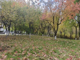 秋日公园落叶缤纷景象