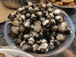 蛤蜊