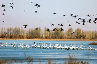湖畔群鸟齐飞的自然美景