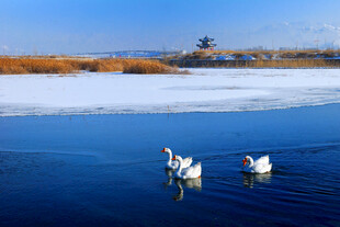 湖面上的优雅天鹅