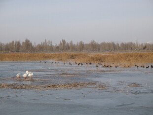 湿地群鸟栖息景象