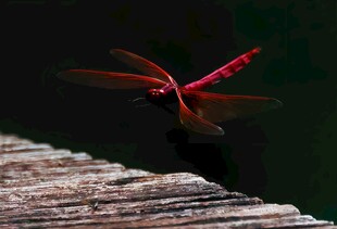 红蜻蜓