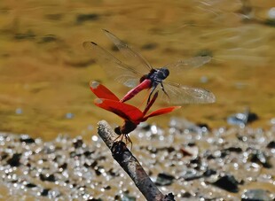 红蜻蜓
