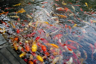 池塘中色彩斑斓的锦鲤鱼群