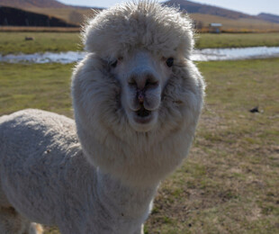 可爱羊驼站在开阔草地