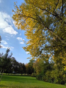 秋日草地旁的金黄树木