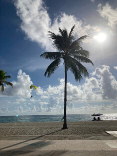 海边椰树与晴朗天空美景