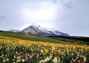 花海中的巍峨雪山