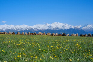 草原风光与远处雪山美景