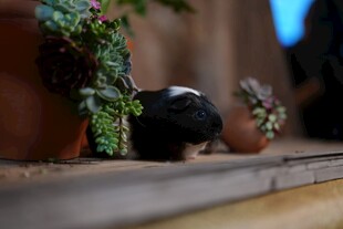 仓鼠躲在盆栽旁休憩