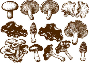 手绘多样蘑菇图案集合