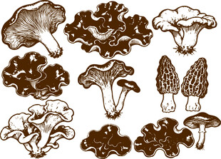 手绘蘑菇集合