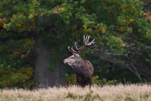 野外雄鹿昂首站立