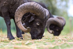 大角黑羊低头吃草