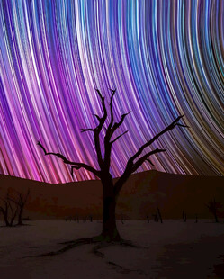 星空枯树