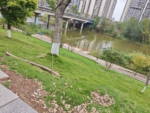 城市公园中的河畔绿地景观