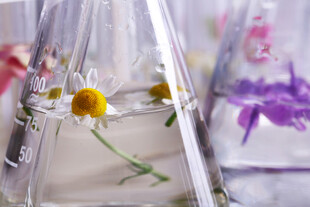 植物精油提取 芳疗