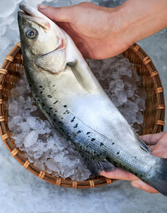 鲈鱼