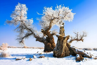 雪覆枯树