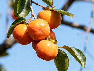 枝头挂着的饱满甜柿子