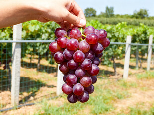 手捧紫葡萄