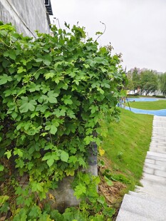 墙边翠绿藤蔓 葛藤