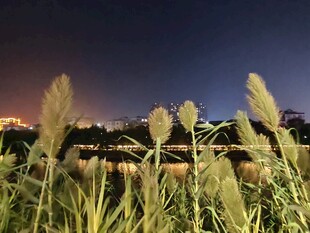 夜幕下的蒲苇