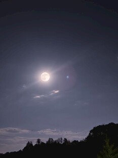 月夜下的树林与明亮月光