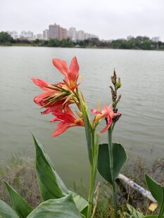 湖畔绽放的美人蕉