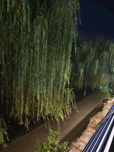 夜下垂柳伴铁轨