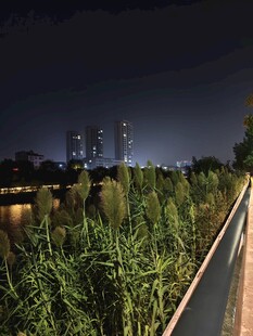 河畔的绿植与城市灯火