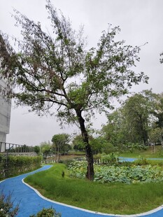 公园中独树 多彩步道