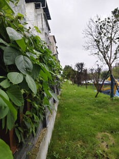 墙边绿意盎然的户外景致