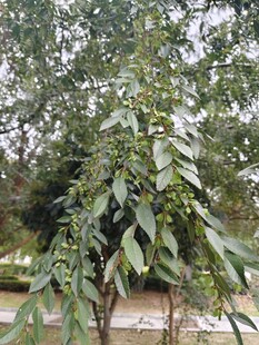 绿叶繁茂的榔榆树