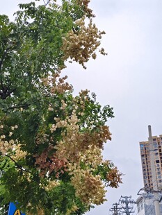 枝叶斑驳绿树 栾树