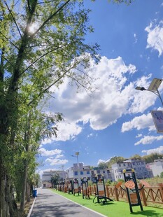 城市公园 绿树蓝天