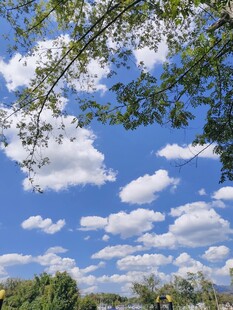 蓝天白云下的葱郁树枝