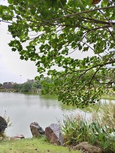 湖畔绿树成荫的宁静景致