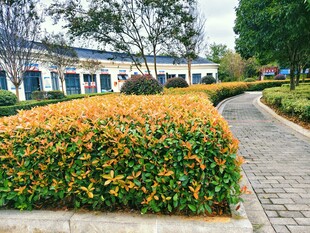 校园小径旁的多彩花卉景观