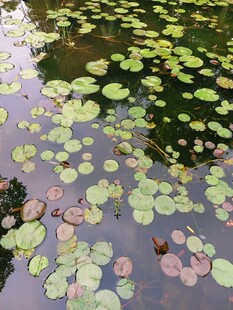 池塘中的漂浮睡莲