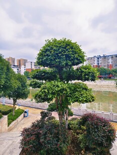 园林景观 精致树木造型