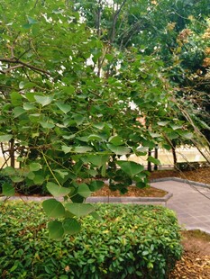 绿意盎然的公园小道