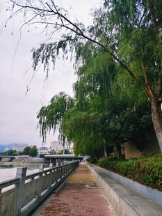 河畔垂柳伴行人步道