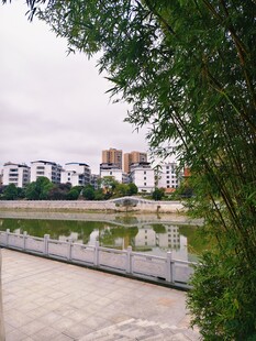 河畔绿植旁的城市建筑景观