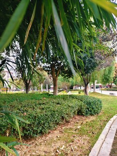 城市绿意盎然的园林景观