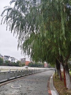 路边垂柳 河道美景